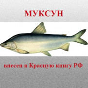 МУКСУНА ВКЛЮЧИЛИ В КРАСНУЮ КНИГУ РФ.